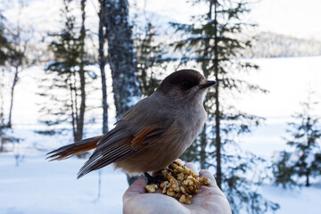Siberian Jay (Perisoreus infaustus) heading to a persons hand to take food in Pallas Yllastunturi National Park , Lapland, Finland