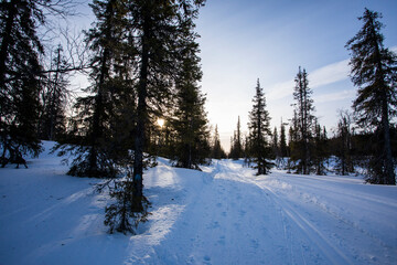 Fototapeta premium Ski expedition in Pallas Yllastunturi National Park , Lapland, Finland