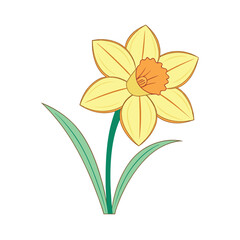 yellow flower isolated on white