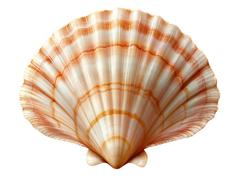 seashell isolated on transparent background