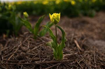 A solitary yellow tulip stands apart from the vibrant tulip bed, a symbol of individuality and resilience. Its delicate petals catch the sunlight, while the background fades into a soft blur of color