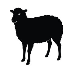 illustration of sheep