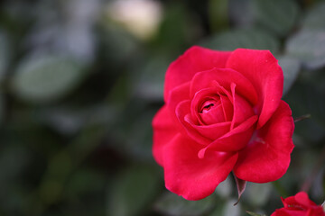 Beautiful scenery of red rose flower close up natural view