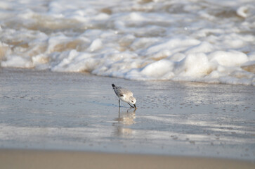 Sand piper on beach with waves crashing in background