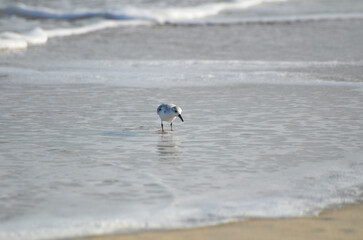 Sand piper on beach with waves crashing in background