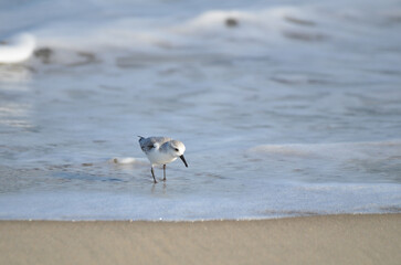 Sand piper on beach with waves crashing in background
