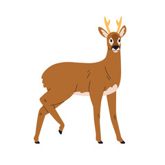 Roe deer. Wild forest animal standing. Cute herbivore in graceful pose. Woodland mammal with horns. Wildlife nature. Zoology, flat graphic vector illustration isolated on white background