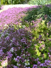 Blooming Thymus serpyllum with delicate pink, purple and white flowers in a summer garden. groundcover plant. Dense cushion-shaped carpet of flowers. Alpine plants.Floral background