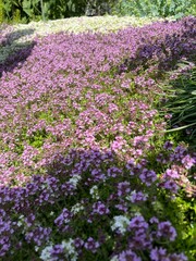 Obraz premium Blooming Thymus serpyllum with delicate pink, purple and white flowers in a summer garden. groundcover plant. Dense cushion-shaped carpet of flowers. Alpine plants.Floral background