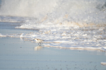 Sand piper on beach with waves crashing in background