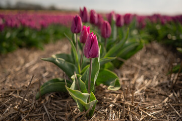 A bunch of purple tulips are in a tulip field. The flowers are in the foreground and the background shows the tulip fields