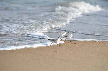 Sand piper on beach with waves crashing in background