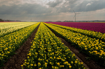 A breathtaking view of endless yellow tulip fields stretching to the horizon. The golden blooms sway gently in the breeze, creating a sea of color under the open sky