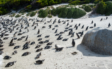 African penguins, also known as Cape penguins resting on a beach at South Africa