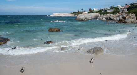 African penguins, also known as Cape penguins swimming on a beach at South Africa