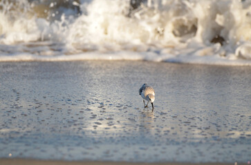 Sand piper finding food with waves crashing in background