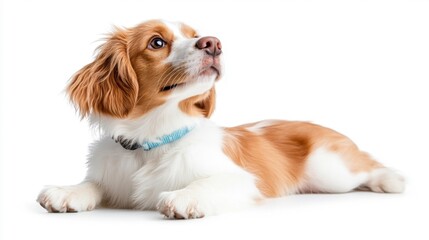 Fototapeta premium Spinone Italiano Dog Sitting Against White Backdrop isolated. Generative AI