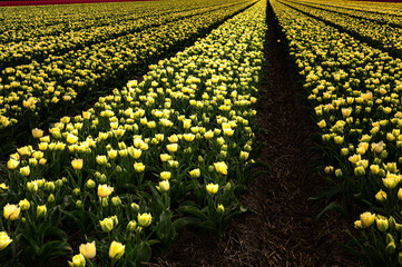 A vast field of yellow tulips stretches out in front of the camera, with a row of flowers in the middle. The flowers are in full bloom, creating a beautiful and vibrant scene