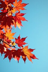 Autumnal Maple Leaves Against a Vivid Azure Sky, Displaying Vibrant Hues of Red and Orange