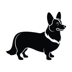 black and white puppy