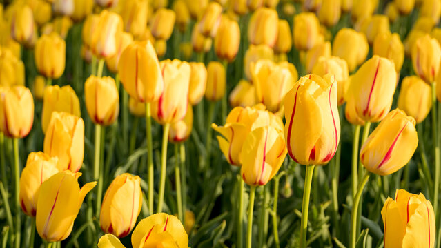 Vibrant Yellow Tulips with Red Accents in Full Bloom