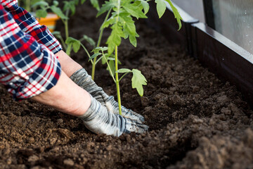 An elderly woman's hands are holding a young plant in the ground. Tomato seedlings are planted in the ground. The concept of spring planting of vegetables and agriculture