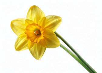 Fototapeta premium Daffodil Flower Stem White Background - Spring Floral Stock Photo