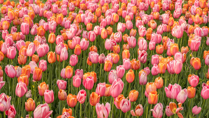 Vibrant field of colorful pink and orange tulips in bloom of spring