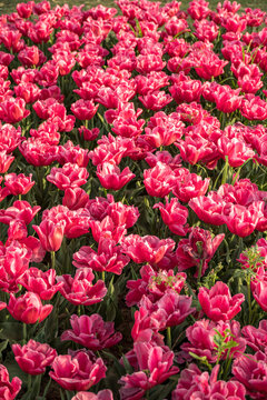 Fototapeta Beautiful field of vibrant pink tulips in full bloom of spring