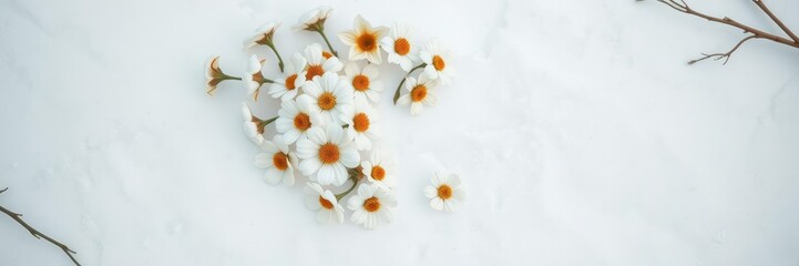 Fototapeta premium Softly arranged white and gold cotton flowers in a circular pattern on a pristine snowy surface, snow covered background, snowy landscape