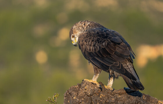 Bonelli&Acirc;&acute;s Eagle Perched on a Rock in Valencia