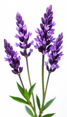 Fototapeta premium Vibrant lavender sprigs, meticulously isolated on bright white, background, element, herb
