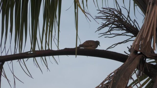 Alimokon stock video in nature Cebu City bird watch