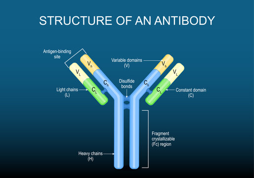 Antibody molecule Structure