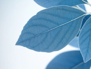 Obraz premium Leaf Close-up with Texture