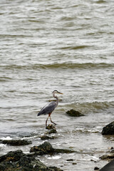 Majestic Great Blue Heron Walking Along Coastal Waters