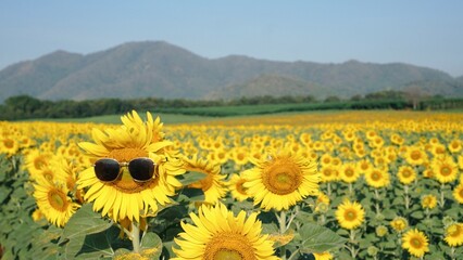 Sunflower field