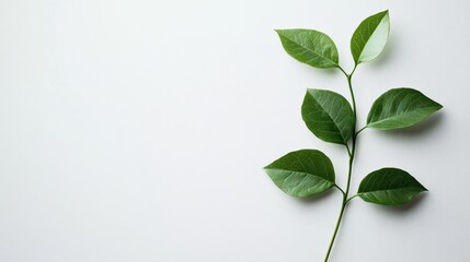 Obraz premium Serene Green Sprig on White Background: Minimalist Nature Photography