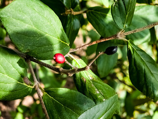 Viburnum lantana in autumn. Sunny. Simultaneously unripe red and ripe black fruits hanging on a branch.