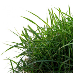  Grass PNG — Isolated Transparent Background