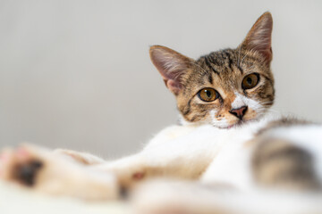 Close-Up Portrait of a Domestic Cat