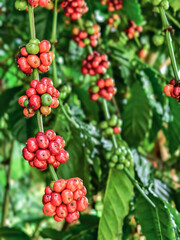 ** Close-Up of Vibrant Red Coffee Cherries on Lush Green Branches in a Tropical Plantation Setting..**