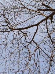 Bare Tree Branches Against a Clear Blue Sky Capturing the Essence of Winter's Minimalist Beauty and Natural Simplicity
