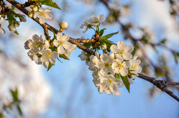 Close-up of cherry blossoms against blue sky in a garden.