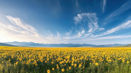 Fototapeta premium Vast field of sunflowers in full bloom against a majestic mountain backdrop sunflowers