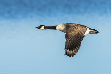 Canada Goose, Branta canadensis, bird in flight over winter marshes