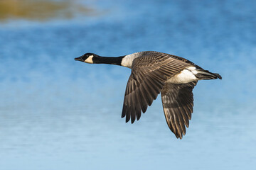 Canada Goose, Branta canadensis, bird in flight over winter marshes