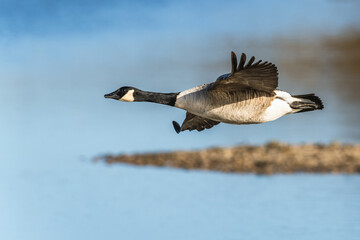 Canada Goose, Branta canadensis, bird in flight over winter marshes