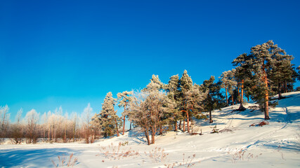 Landscape with forest covered with frost on a sunny winter day. Snowy forest on a bright sunny...