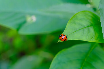 Fototapeta premium 緑の葉にとまるてんとう虫